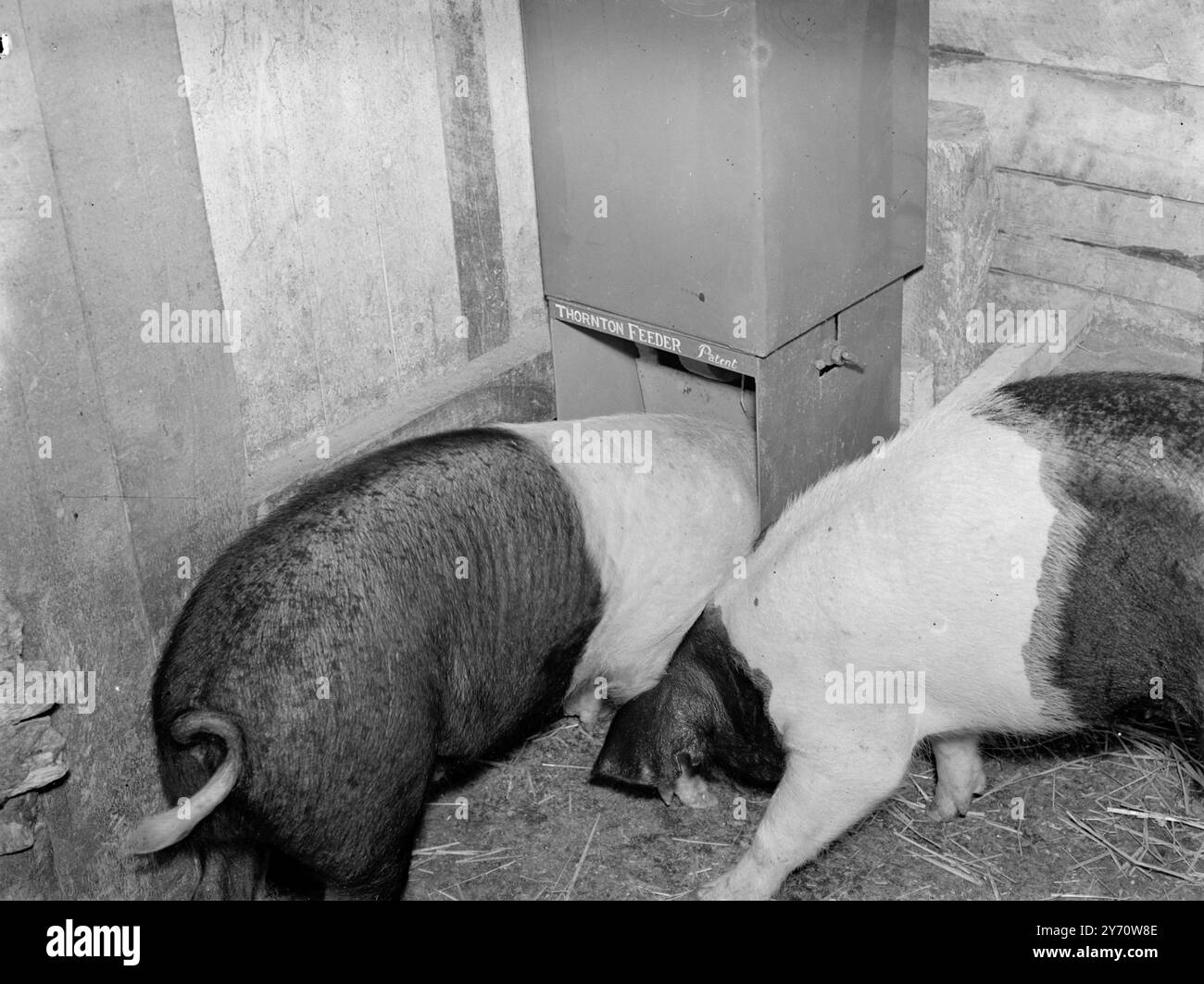 "Self Service" Fütterung von Schweinen. 1. Januar 1946 Stockfoto