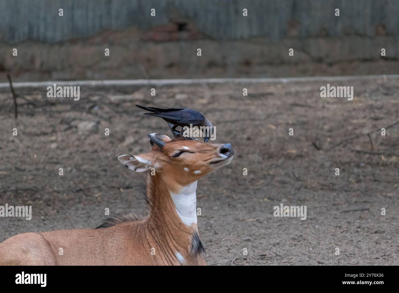 Friedlicher Grooming-Moment zwischen Crow und Nilgai. Symbiotische Beziehungen Stockfoto