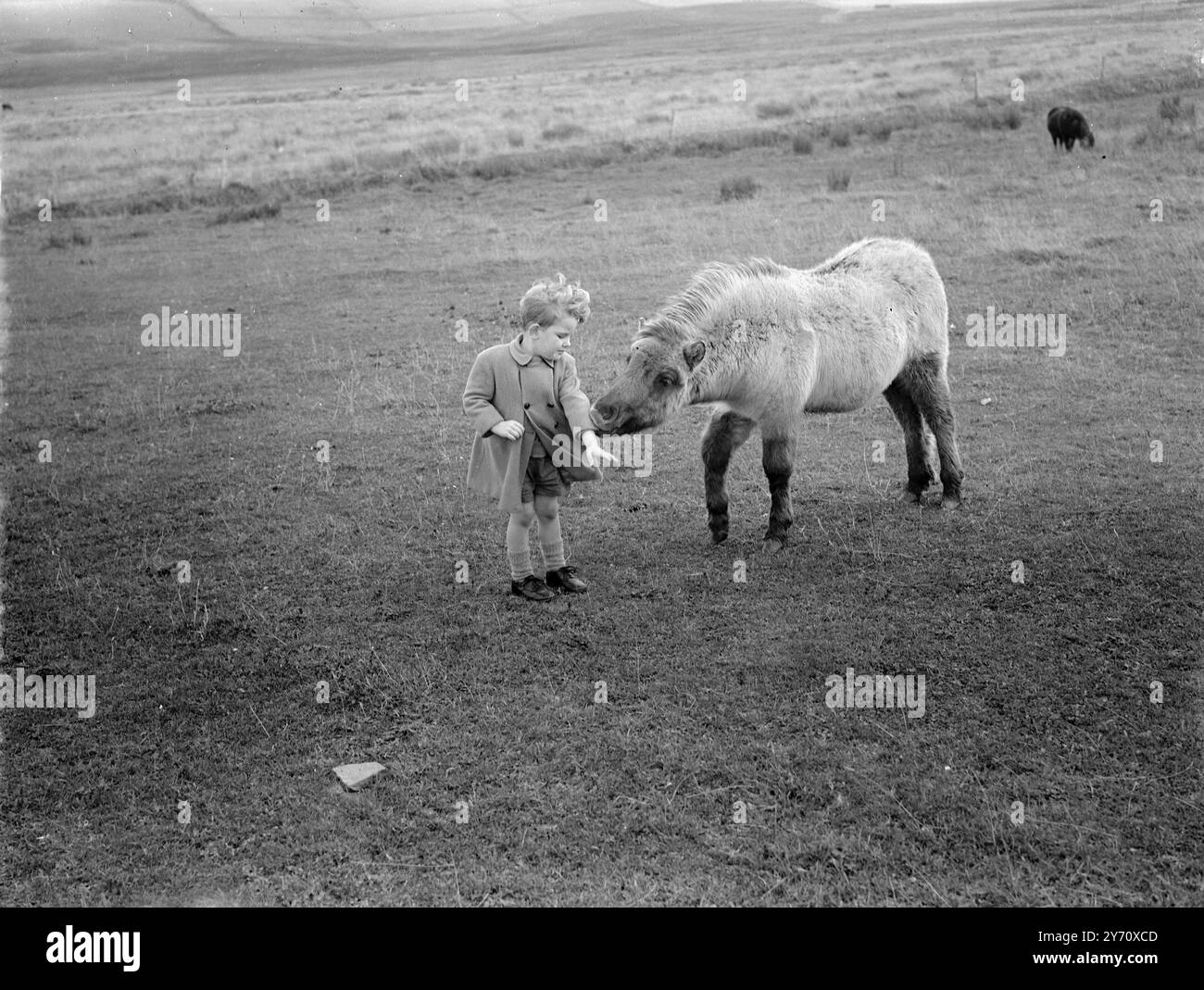 ORKNEY - Shetland Pony and Boy. 1. Januar 1946 während der Erntezeit 1946 Stockfoto