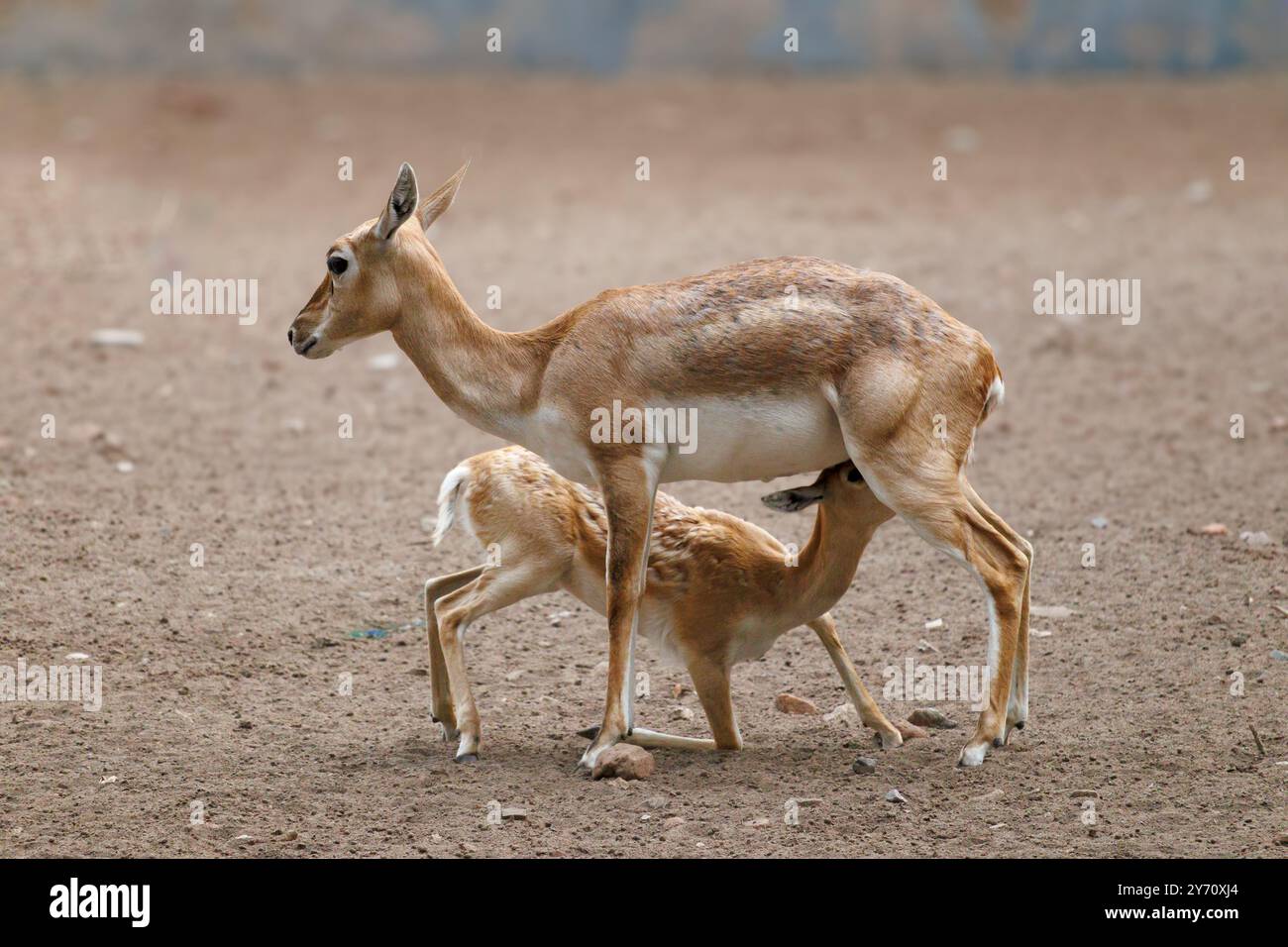 Fawn trinkt Milch von Mutter Hirsch in einem ruhigen Wald. Junge Fawn Nursing von Antilopenmutter in der Wildnis Stockfoto