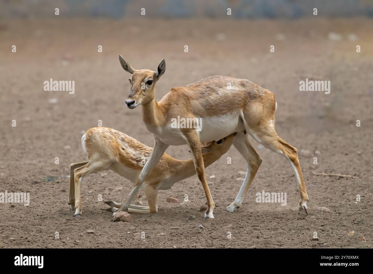 Fawn trinkt Milch von Mutter Hirsch in einem ruhigen Wald. Junge Fawn Nursing von Antilopenmutter in der Wildnis Stockfoto