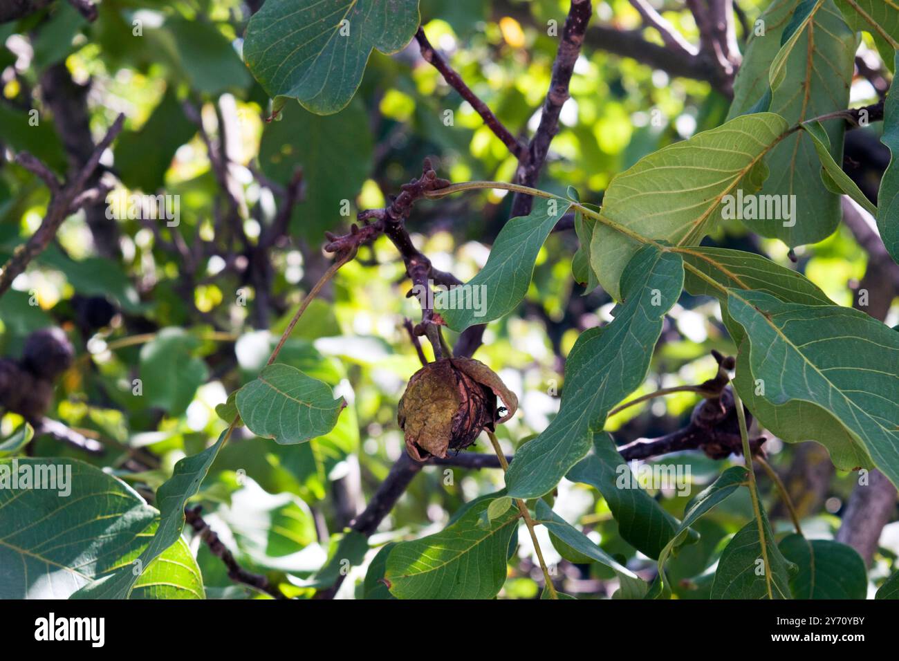 Walnuss auf dem Zweig; der Walnuss ist der große faltige essbare Samen eines Walnussbaums, der aus zwei Hälften einer harten Schale besteht. Stockfoto