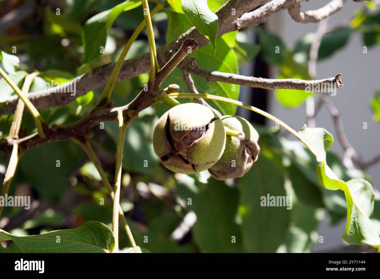 Walnuss auf dem Zweig; der Walnuss ist der große faltige essbare Samen eines Walnussbaums, der aus zwei Hälften einer harten Schale besteht. Stockfoto