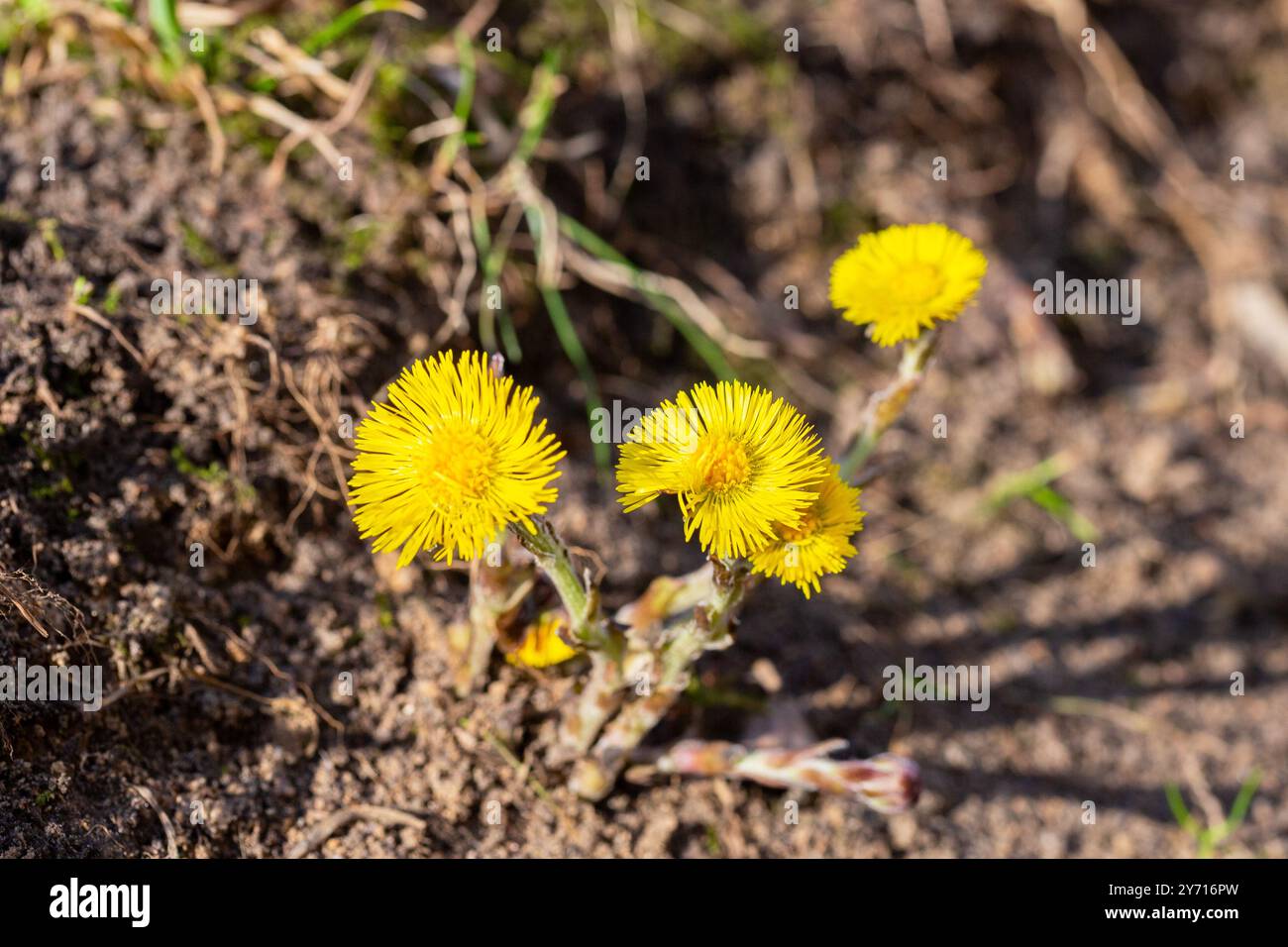 Tussilago, auch bekannt als Coltsfoot Close Up Stockfoto