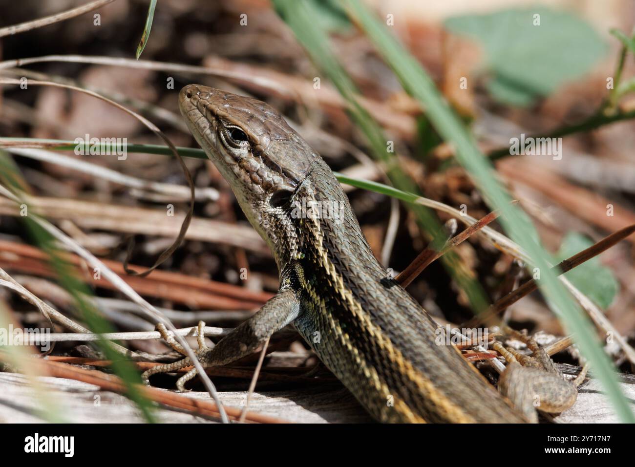 Nahaufnahme der Langschwanzechse, Psammodromus algirus, Alcoy, Spanien Stockfoto