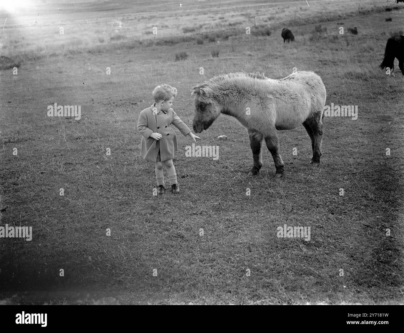 ORKNEY - Shetland Pony and Boy. 1. Januar 1946 während der Erntezeit 1946 Stockfoto