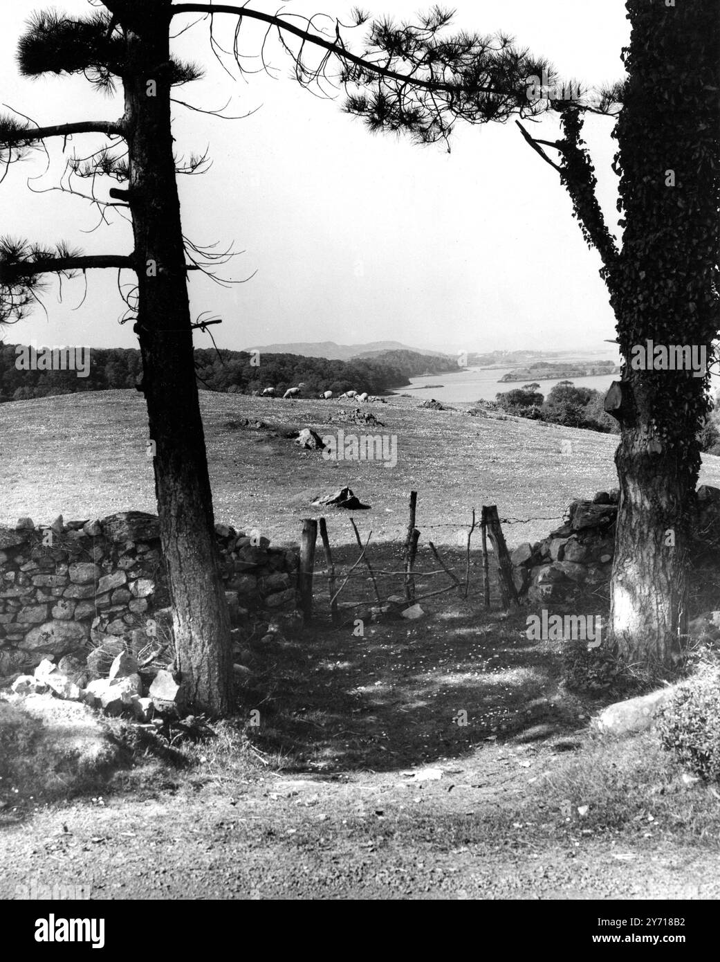 Ländliche Szene mit Schafweiden , Milford , Donegal , Irland 21 März 1952 Stockfoto