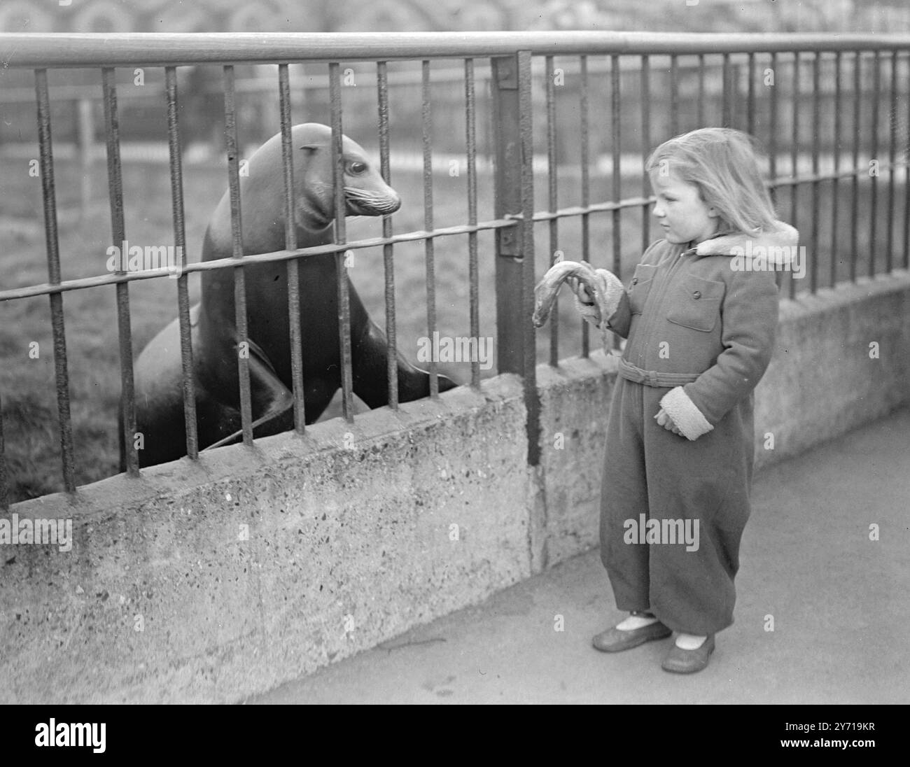 IST DAS FÜR MICH? Dieser Seelöwe im Londoner Zoo hat große Hoffnungen darauf , den Fisch der vierjährigen CHRISTINE WATTS aus Leigh-on-Sea , Essex , zu verschnüren , die sich nicht ganz sicher ist , was sie von dem verschnürten Häftling halten soll . 8. März 1949 Stockfoto