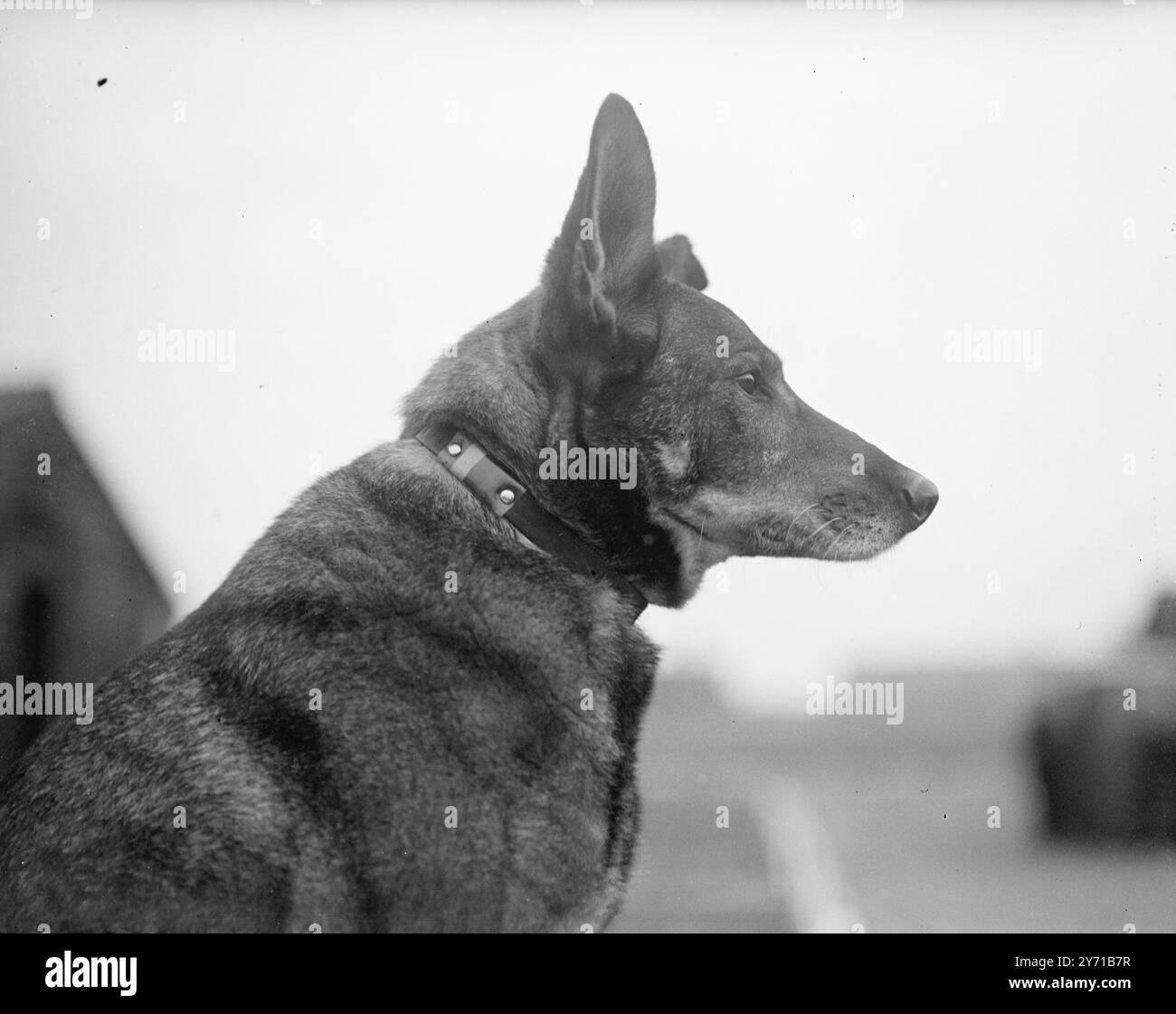 TOP DOG V.C. FÜR ANTIS ANTIS , ein elsässischer Hund , wurde der Animal's V.C. - die Dickin Medal '' für herausragenden Mut , die Pflicht und die Rettung von Leben bei mehreren Gelegenheiten ausgezeichnet , während er in England und Übersee bei der Royal Air Force und der französischen Luftwaffe von 1939 bis 45 diente . Mindestens ein Luftmann verdankt sein Leben Antis , der selbst die Narben von Kriegswunden trägt . Sein Kragen trägt auch die Zeichen des aktiven Dienstes und ist derselbe , den er während des gesamten Krieges trug , zusammen mit seinem Besitzer , einem tschechischen Flieger . Antis ist der siebzehnte Hund, der die Dickin-Medaille gewann, die anderen sind h Stockfoto