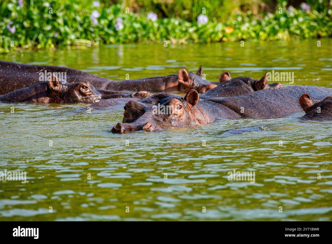 Flusspferde (Choerpsis liberiensis) im Kazinga Channel - Queen Elizabeth National Park. Stockfoto