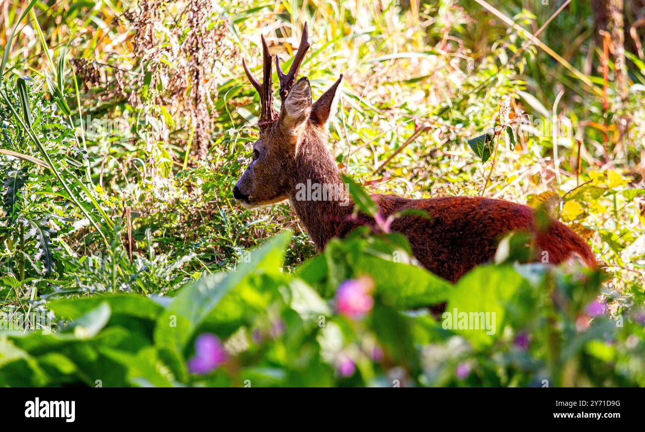 Dundee, Tayside, Schottland, Großbritannien. September 2024. UK Wildlife: Trottick Mill Teiche in Dundee Schottland bieten eine wunderbare herbstliche Landschaft mit männlichen weißen Rumpelhirschen, die im Grasland weiden. Quelle: Dundee Photographics/Alamy Live News Stockfoto