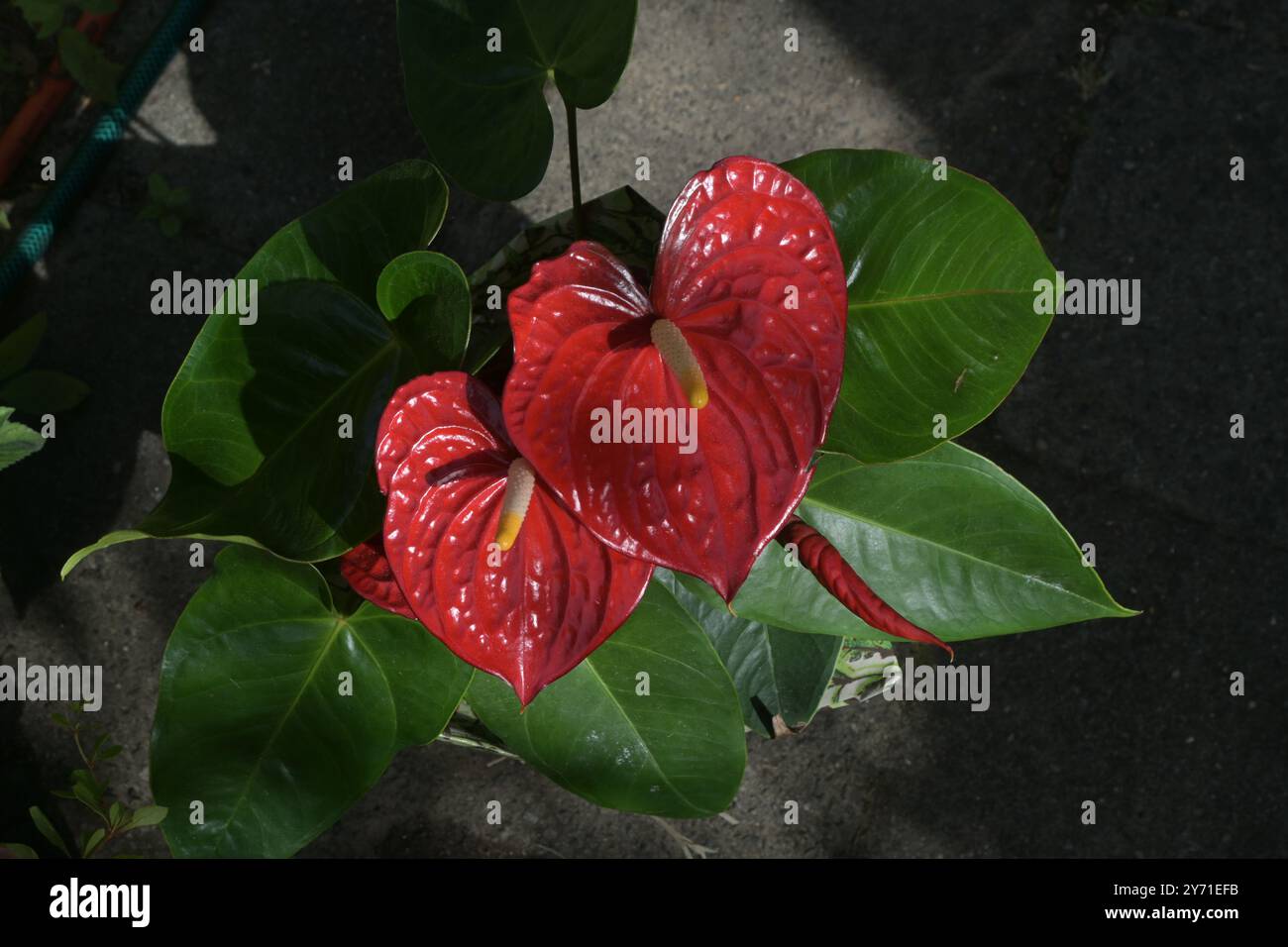 Red Diamond Flamingo Lily Anthurium Pflanze Stockfoto