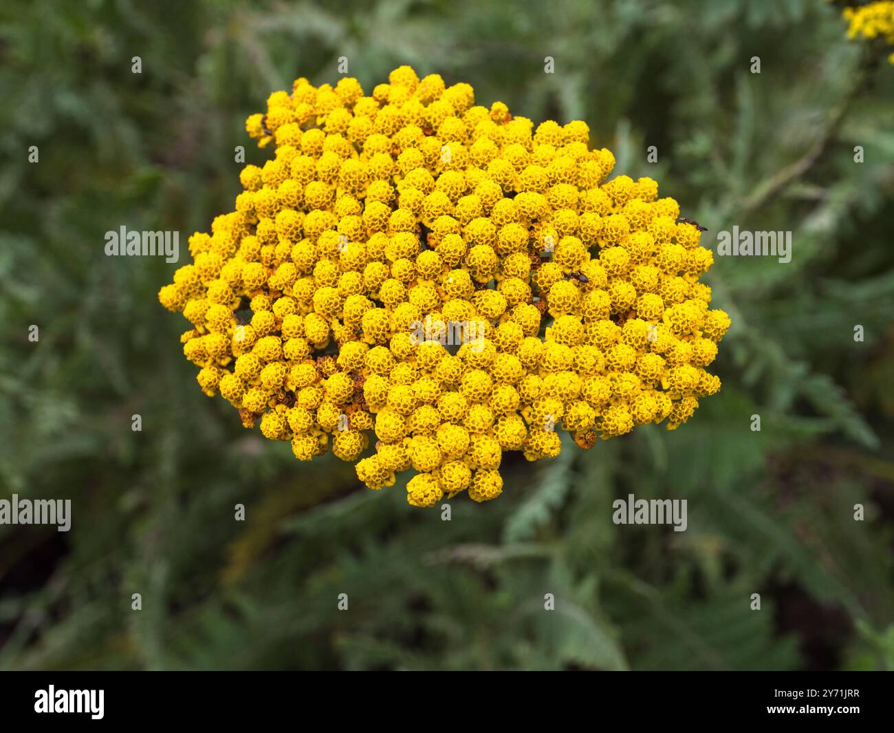 Dicht gepackter Kopf aus gelben Blüten der zähen mehrjährigen Schafgarbe, Achillea „Moonshine“ Stockfoto