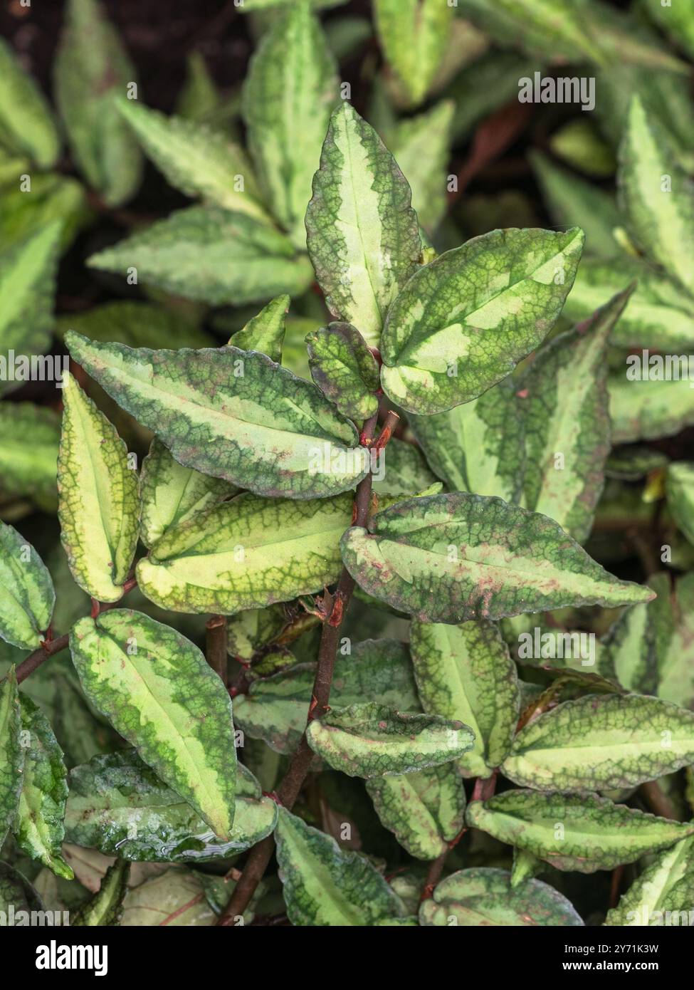 Silbrig-grüne Markierungen auf dem schleichenden Laub des Zarthaus- und Gewächshausgewächshauses, Procris repens Stockfoto