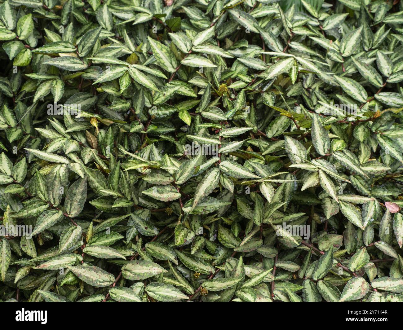 Silbrig-grüne Markierungen auf dem schleichenden Laub des Zarthaus- und Gewächshausgewächshauses, Procris repens Stockfoto