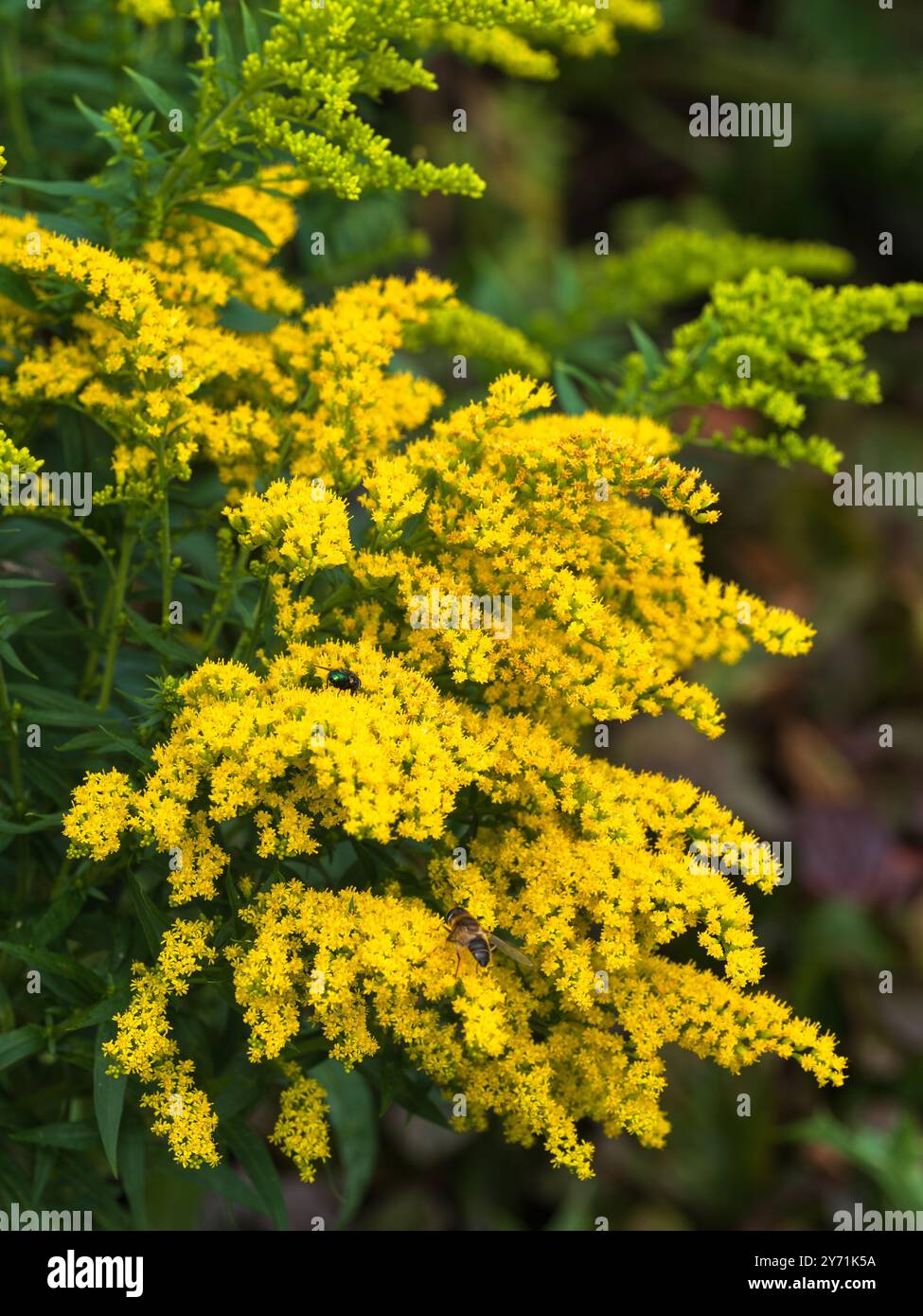 Gelbe Herbstfließungen der harten mehrjährigen Präriepflanze Solidago „Goldkind“ Stockfoto