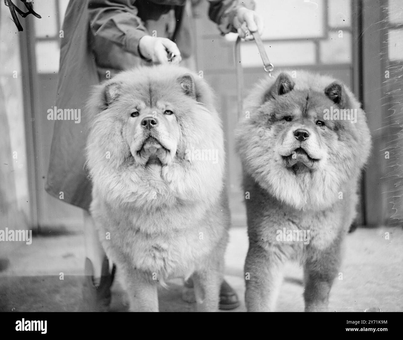 RUFFS- IHRE NATÜRLICHEN KRAGEN erinnern an die Ruffs, Rüschen, die einst als Ornament um den Hals getragen wurden, zeigen ihre natürlichen Kragen, während sie sich darauf vorbereiten, die Richter bei der Chow Chow Club's Championship Show in der Seymour Hall in London zu treffen. Sie sind JO-SAN PAU-KI, Eigentümer von Miss J.O. JUSHUA von RentWay Finchley, London. 17. November 1948 Stockfoto