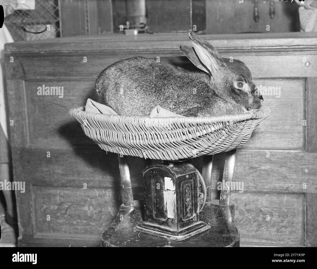 BEIM WIEGEN Eines Flämischen Riesen , im Besitz von Mr . D. DRAPE aus Norwich wird bei der National Small Livestock Championship Show in Argyle Hall, London, vertreten. Dieser Bunny ist Gewinner eines ersten Preises und eines Challenge Certificate für Erwachsene , auf das er stolz sein kann . 18. November 1948 Stockfoto