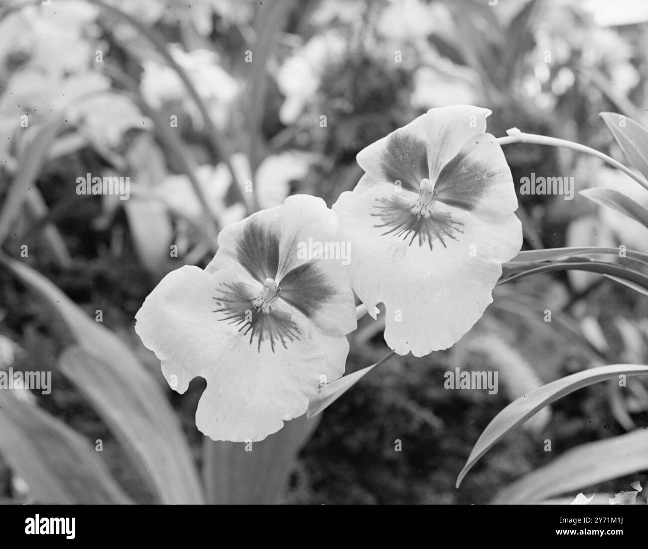 ÜBERRASCHUNGS-ORCHIDEE BEI DER CHELSEA FLOWER SHOW. Der Star der Orchideensektion der Chelsea Flower Show , die auf dem Royal Grounds Chelsea eröffnet wurde , ist eine neue hochmoderne Orchidee - das Ergebnis einer versehentlichen Kreuzung . Die große und zarte Blume ist rosa und rot gefärbt und wird auf 60 Guineen geschätzt . Es war gewachsen Msrs . F K Sanders Orchideenzucht , St , Albans , und dauert sieben bis acht Jahre von der Samen bis zur Blüte . DAS BILD ZEIGT :- " BALLETTTANZBLÜTEN " die zarte Schönheit der " Unfallorchidee " ist in dieser Nahaufnahme bei der Show zu sehen . Mai 1948 Stockfoto