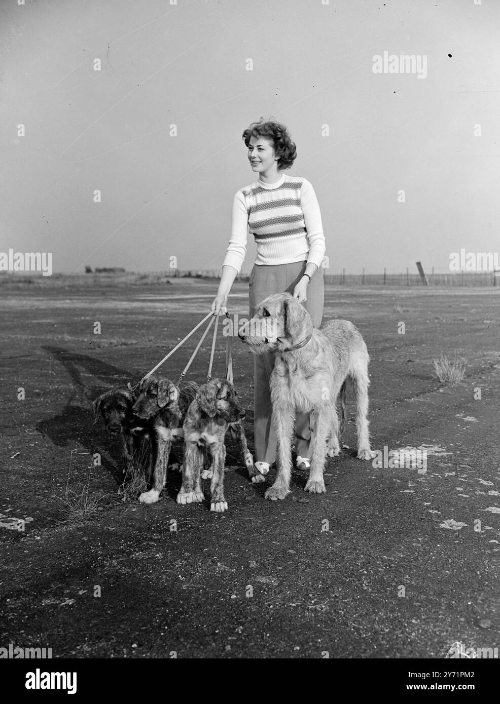 IRISCHE SCHÖNHEITEN Ein bezauberndes Bild im Kenley , Surrey , als Miss GINA EGAN " OINSEACH OF BUROUGHBURY ", Mrs. G Browne-Clement's Irish Wolfhound und drei ihrer Welpen für einen Lauf in Corfe Chase Kennels macht . Die Welpen sind Dollarverdiener , und ein Käufer flog von New York , um einen für hundert Pfund zu kaufen . November 1948 Stockfoto