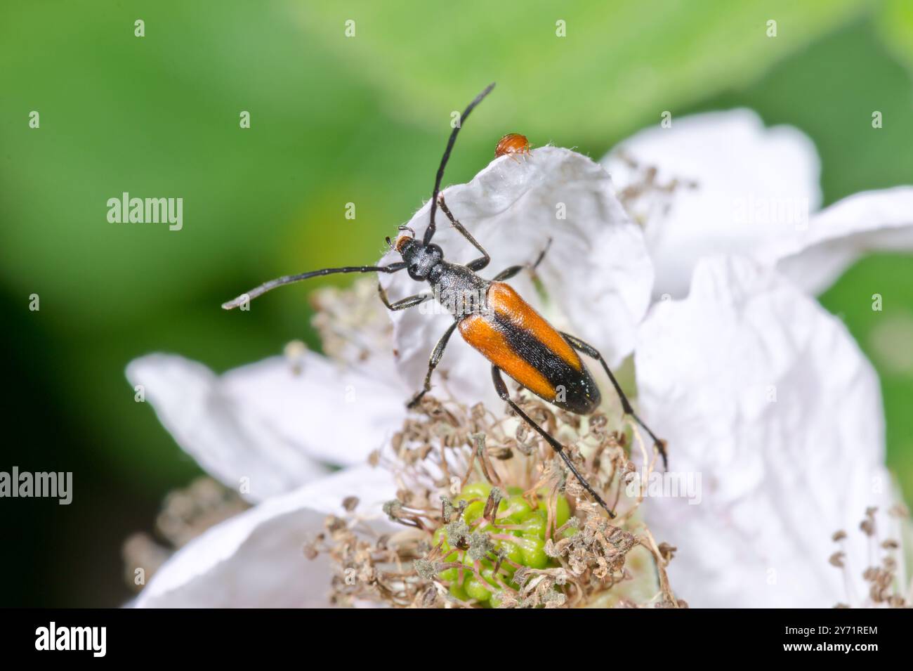 Schwarz gestreifter Longhorn-Käfer (Stenurella melanura). Cerambycidae. Sussex, Großbritannien Stockfoto