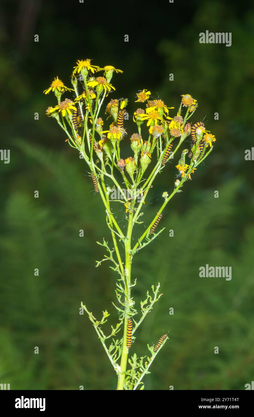 Ragkraut mit geselligen Zimtmottenraupen (Tyria jacobaeae), Erebidae. Sussex, Großbritannien Stockfoto