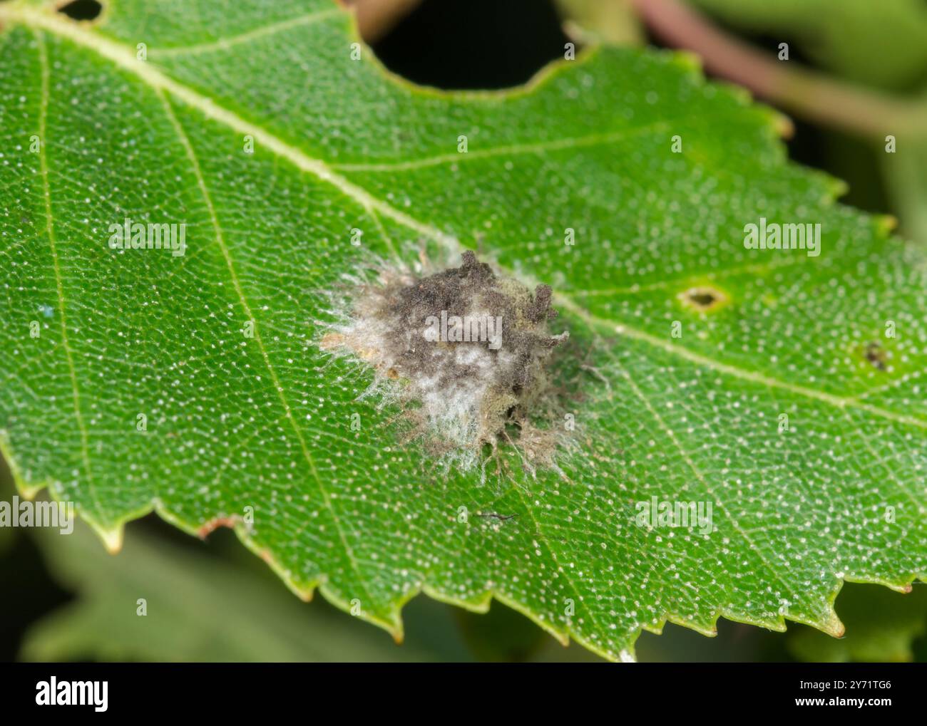 Egg CAC von Stretch Spider (Tetragnatha sp), Tetragnathidae. Sussex, Großbritannien Stockfoto