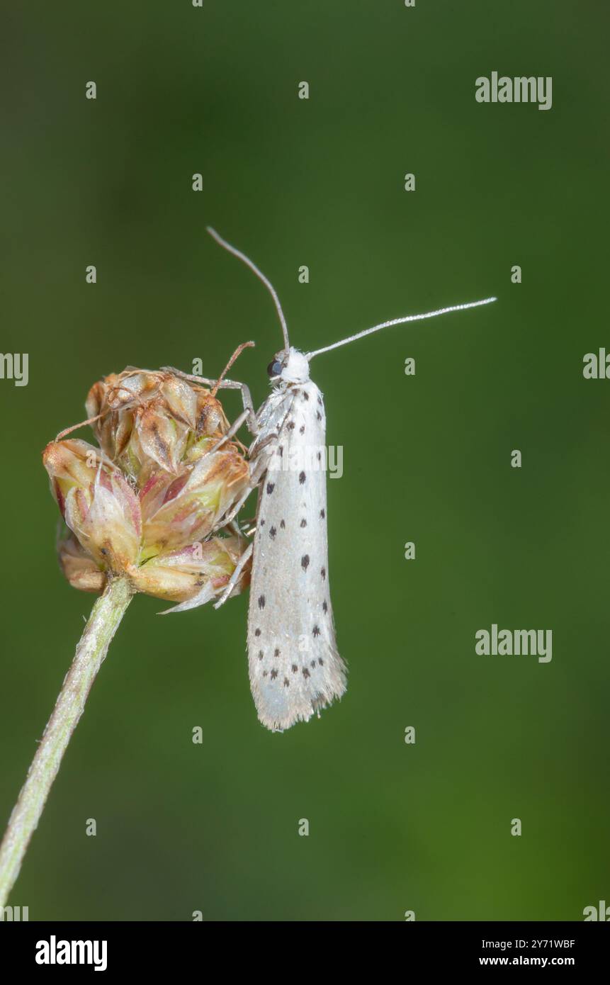 Orchard Ermine Moth (Yponomeuta padella), Yponomeutidae. Sussex, Großbritannien Stockfoto