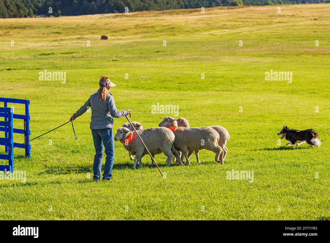 Hundehalterin und Border Collie hütet Schafe bei den Meeker Classic Sheepdog Championship Trials; Meeker; Colorado; USA Stockfoto