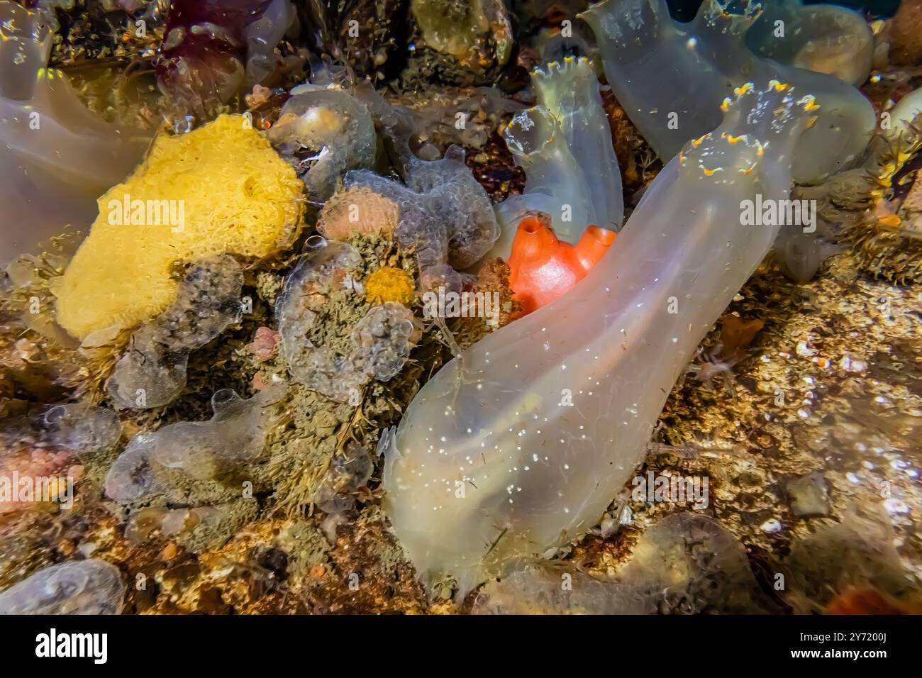 Pacific Transparent Sea Squirt, Ciona savignyi, mit anderen Tunicates, Edmonds Marina am Puget Sound, Washington State, USA Stockfoto