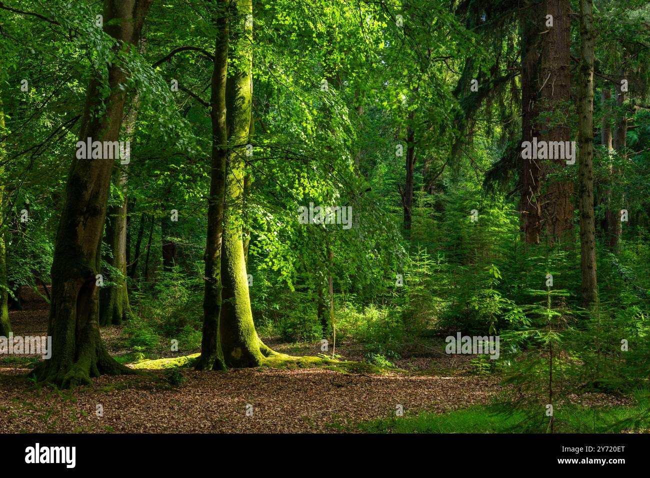 New Forest Hampshire - der Tall Trees Trail Blackwater Arboretum Rhinefield Ornamental Drive im New Forest National Park England Großbritannien GB Europa Stockfoto