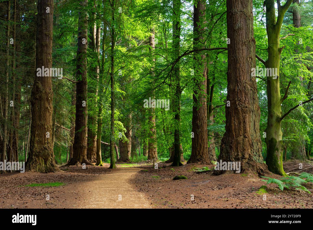 New Forest Hampshire - der Tall Trees Trail Blackwater Arboretum Rhinefield Ornamental Drive im New Forest National Park England Großbritannien GB Europa Stockfoto