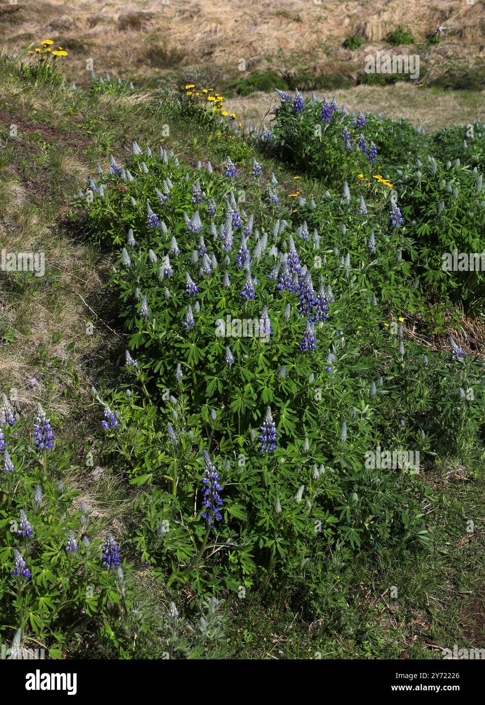 Nootka Lupine oder Lupin, Lupinus nootkatensis, Fabaceae. Nordisland. Stockfoto