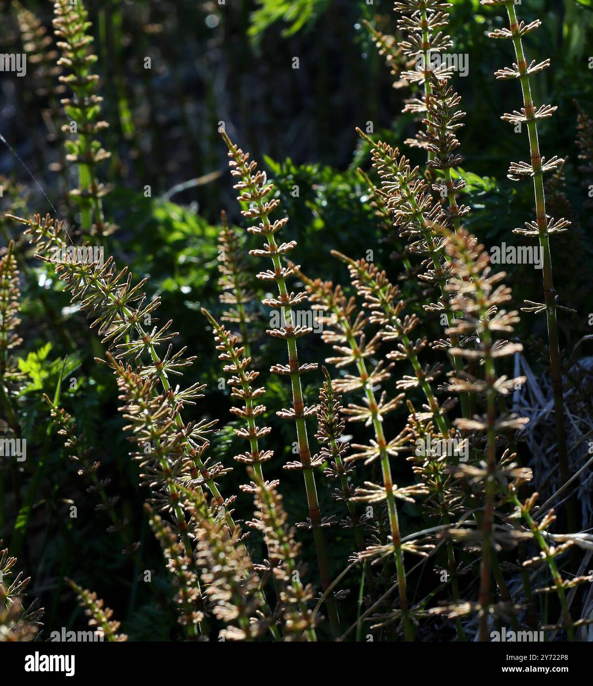 Stutenschwanz oder Stutenschwanz, Hippuris vulgaris, Plantaginaceae. Nordisland. Stockfoto