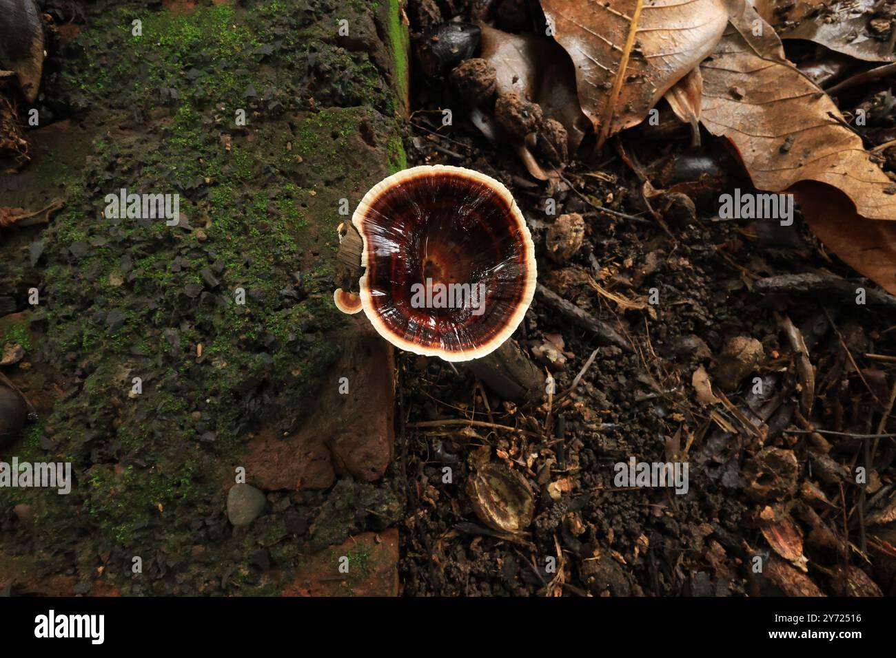 Die komplizierten Muster und die einzigartigen Texturen sorgen für ein atemberaubendes Display. Amaurodermie spielt eine entscheidende Rolle im Zersetzungsprozess. #Amaurodermie. Stockfoto