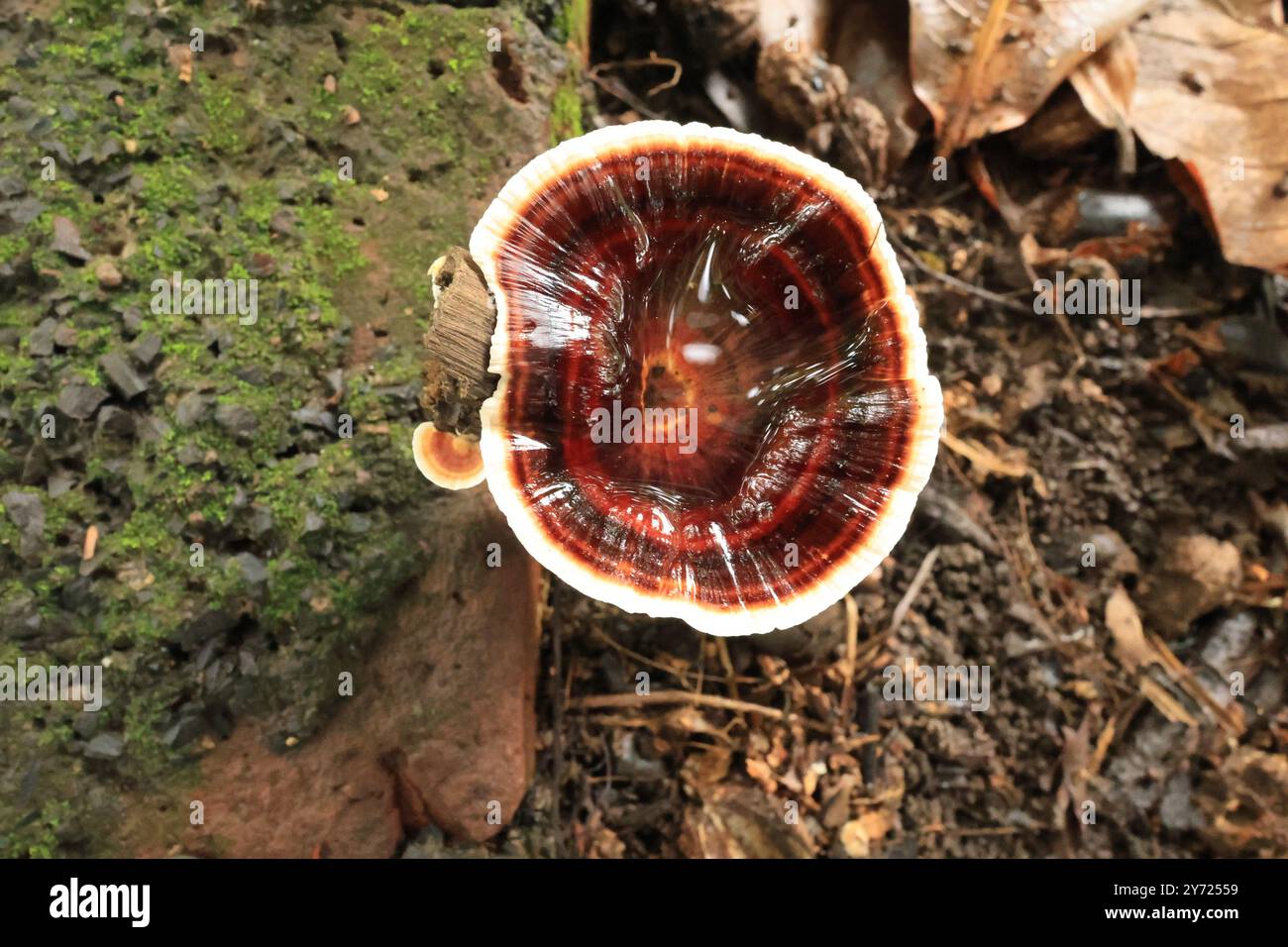 Die komplizierten Muster und die einzigartigen Texturen sorgen für ein atemberaubendes Display. Amaurodermie spielt eine entscheidende Rolle im Zersetzungsprozess. #Amaurodermie. Stockfoto