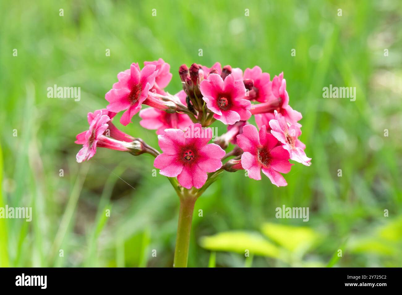 Primula japonica, japanische Primrose, mit einem verschwommenen grünen Hintergrund Stockfoto