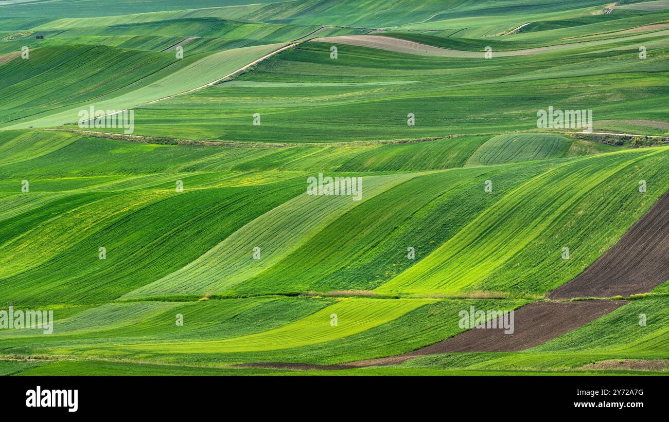 Abstrakte Landschaft in Apulien oder Apulien, Blick auf bewirtschaftete und farbenfrohe Hügel. Poggiorsini, Provinz Bari, Italien, Europa Stockfoto
