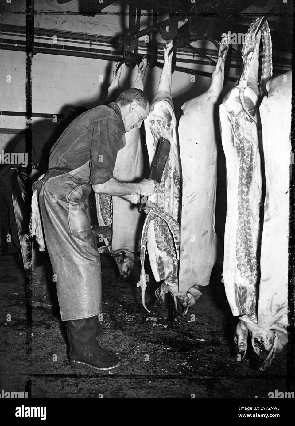 Eine neue Serie von Bildern, die verschiedene Phasen der Speckhärtung zeigen, aufgenommen in Harris Fabrik in Calne, Wilts. Das Bild zeigt: Der Metzger schneidet das Schwein in „Wiltshire-Seiten“. 27. Februar 1946 Stockfoto