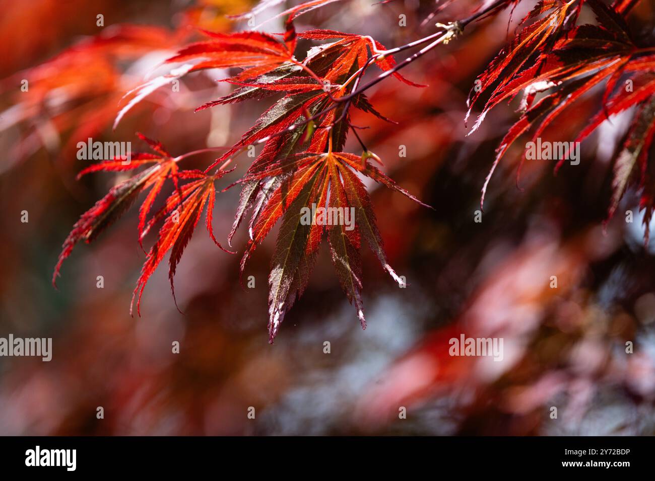 Der Red Japanese Maple, wissenschaftlich bekannt als Acer palmatum, ist ein markanter Laubbaum, der für sein lebhaftes Laub und seine anmutige Form bekannt ist. Stockfoto