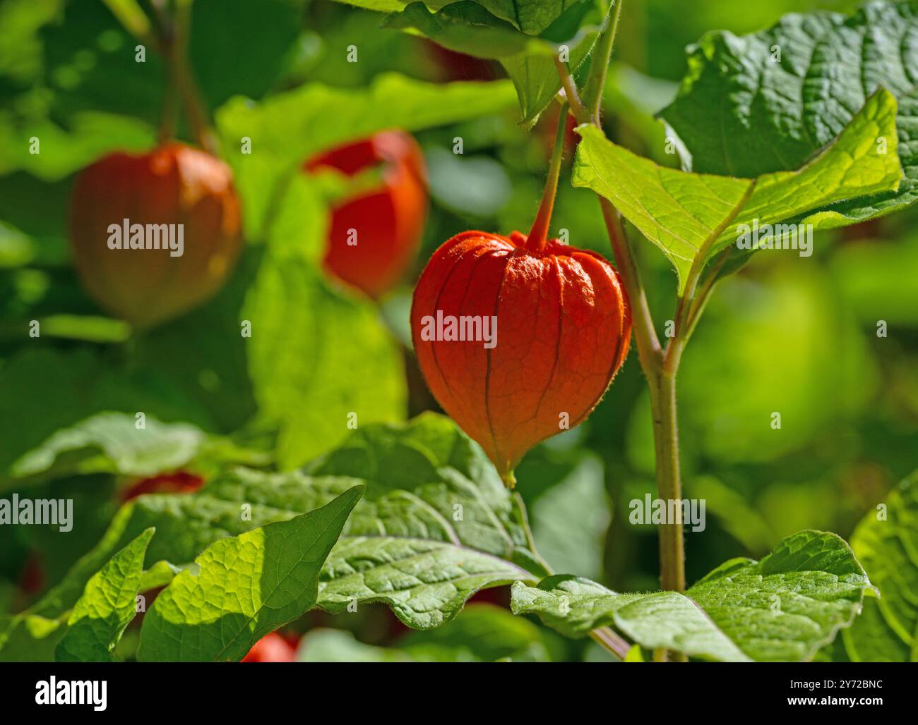 Früchte der Laterne-Blüte in Nahaufnahme Stockfoto