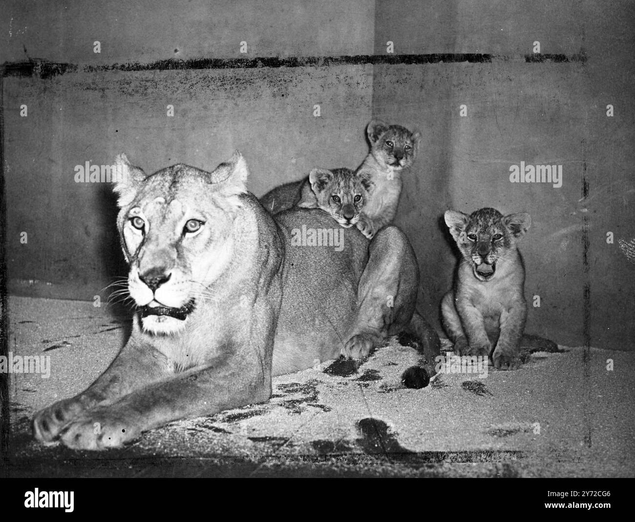 Jetzt 16 Wochen alt, sind die Löwenjungen des Zoos Bristol immer noch in dem Alter, wo sie ihre Mutter um Schutz bitten, wenn etwas Ungewöhnliches, wie der Besuch eines Fotografen, auftaucht. Trotzdem, Haustier - wie, sie fangen an zu bekommen, dass "halten Sie Ihre Distanz". Sieh mal, getragen von Julia, während sie ihre Brut bewacht. 22. Oktober 1947 Stockfoto