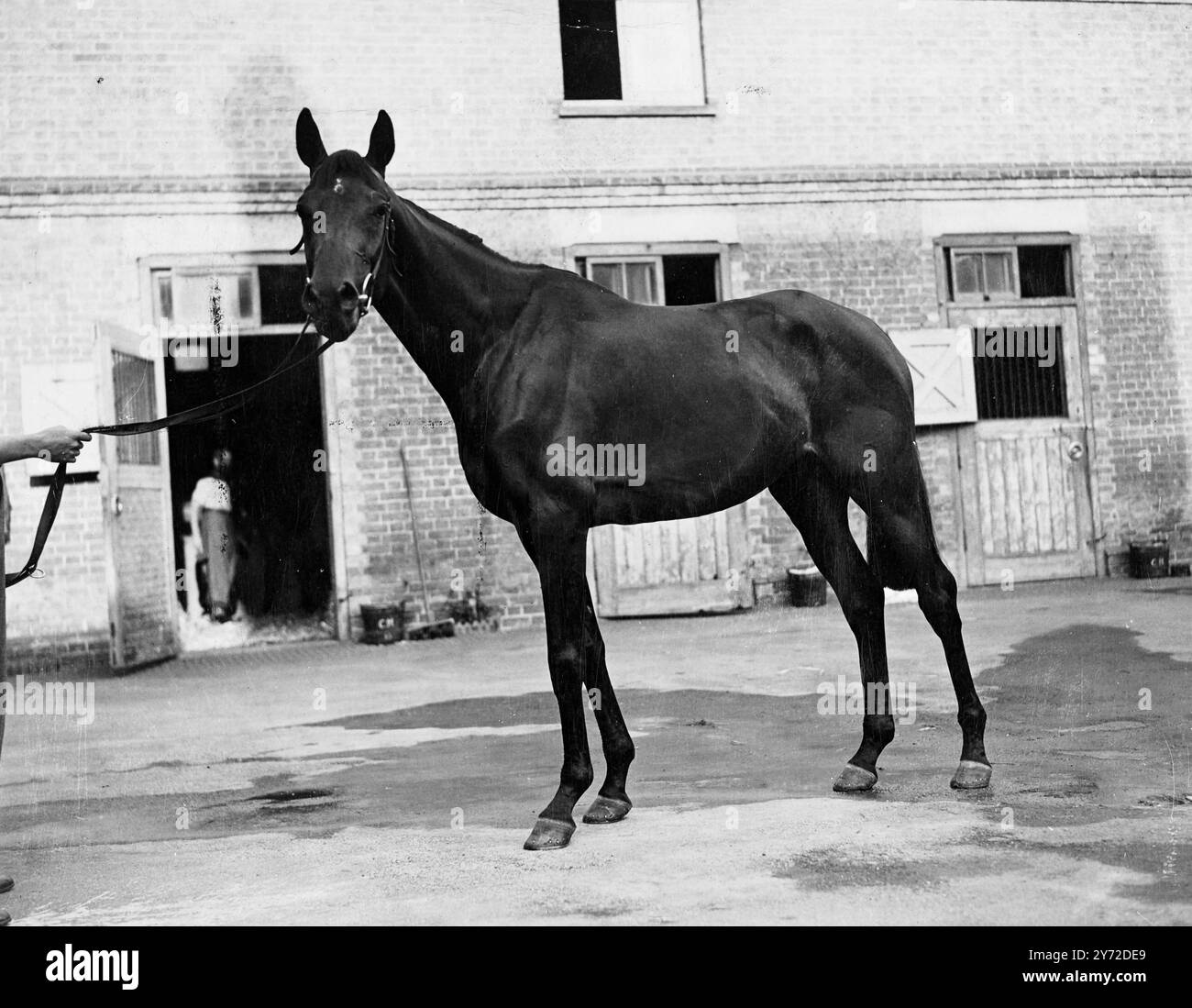 Pearl Diver ist hier für den St. Leger. Die größte Herausforderung, die die St Leger am Samstag in Doncaster ausgetragen haben, ist Derby-Sieger Pearl Diver, der anwesend war und einige beeindruckende Übungsgalopps auf Newmarket Heath absolvierte. Die Elite der drei-Jährigen Migoli, Sayajirao, Merry Quip und andere werden sich gegen den französischen Hengst, den zweiten Favoriten für das Rennen, und gegen den anderen französischen Teilnehmer Arbar, der dritte Favorit Pearl Diver ist im Besitz von Baron G de Waldner und wird geritten werden, wie im Derby von G Bridgland. Fotoshows, sie mussten Pearl studieren Stockfoto