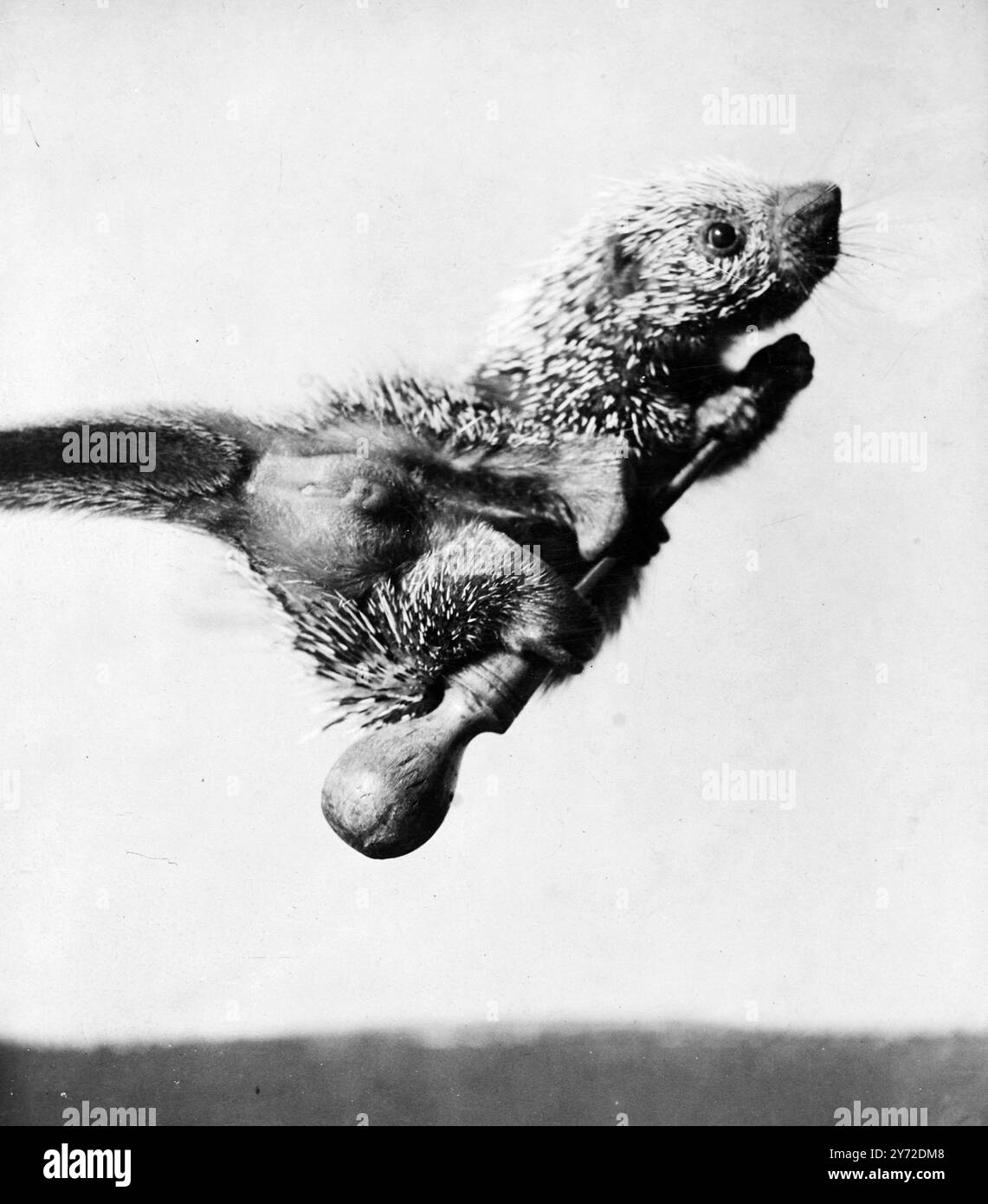 Hier ist Joey, der brasilianische Baumschwein oder der Kumpel aus der Luft, alles auf seinem 'fliegenden Schraubenzieher', die neueste Adaption des 'fliegenden Besen', Standardausrüstung aller sich selbst respektierenden Märchen - Märchenhexen. Nachdem Sie fast von den amerikanischen Berichten über „fliegende Untertassen“ aufgenommen wurden, machen Sie dieses Foto vom Londoner Zoo mit einer Prise Salz. Wir können nur sagen, dass zumindest unser Witz drauf ist! 3. September 1947 Stockfoto
