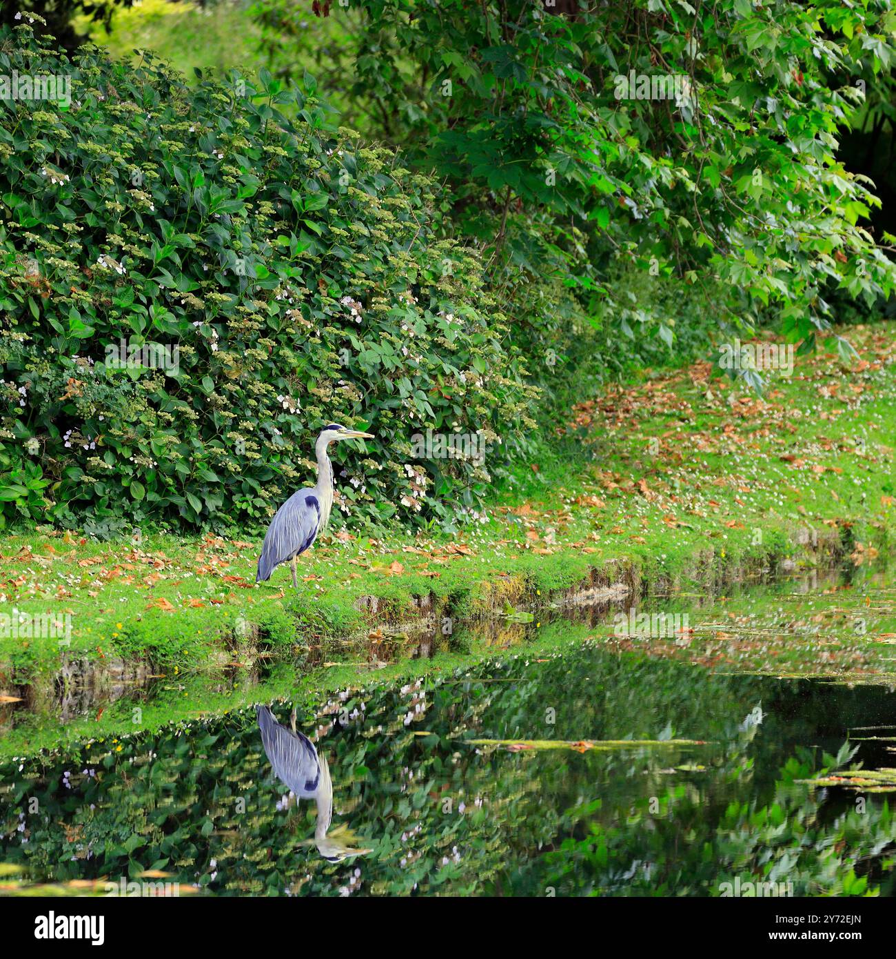 Reiher - Graureiher - (Ardea cinerea) und Reflexion in einem stillen See. Sommer 2024 Stockfoto