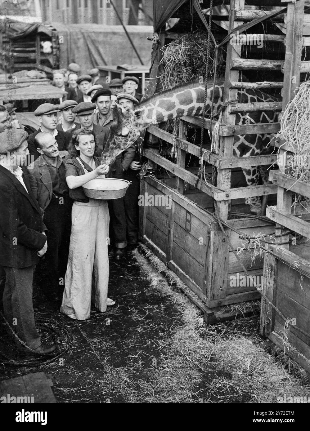 Eine große Ladung wilder Tiere aus Afrika, die für den englischen Zoo bestimmt waren, wurde vom Union Castle-Liner „Good Hope Castle“ am Victoria Dock in London entladen. Die Verantwortung für sie war die Großwildjägerin, Mrs. H.R. Stanton. Das Bild zeigt: Daisey, die Giraffe, die in den Belle Vue Zoo in Manchester geht, erhält einen Titit von Mrs. H.R.Stanton, bevor sie das Schiff Victoria Dock in London verlässt. 11. August 1947 Stockfoto