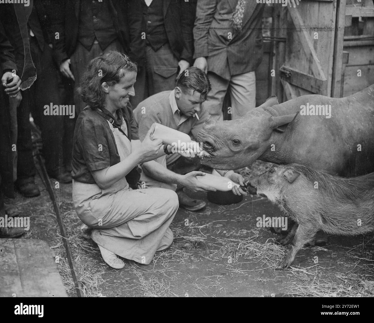 Eine große Ladung wilder Tiere aus Afrika, die für den englischen Zoo bestimmt waren, wurde vom Union Castle-Liner „Good Hope Castle“ am Victoria Dock in London entladen. Die Verantwortung für sie war die Großwildjägerin, Mrs. H.R. Stanton. Das Bild zeigt: Matilda, ein verwaistes Nashorn, weil auf der Flasche mit ihrem Warzenschweinfreund Charlie. Sie zu füttern ist die Großwildjägerin Mrs. H.R.Stanton am Victoria Dock, London. Charlie wird zum Bristol Zoo gehen und sie wird die erste Art im Bell Vue Zoo in den letzten 7 Jahren sein. 11. August 1947 Stockfoto