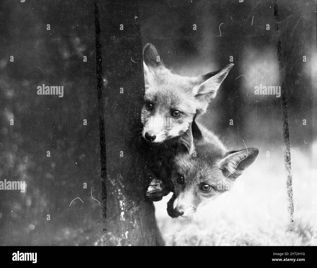 Jan und Jenny, zwei 6 Wochen alte Jungen, sind gerade im Londoner Zoo angekommen. Schauen Sie sich um die Ecke an, wenn ihr Pfleger zur Fütterung kauft. Und das Essen wird automatisch von Menschen bereitgestellt, sie sind offensichtlich etwas vorsichtig bei der ganzen Sache. 13. Juni 1947 Stockfoto