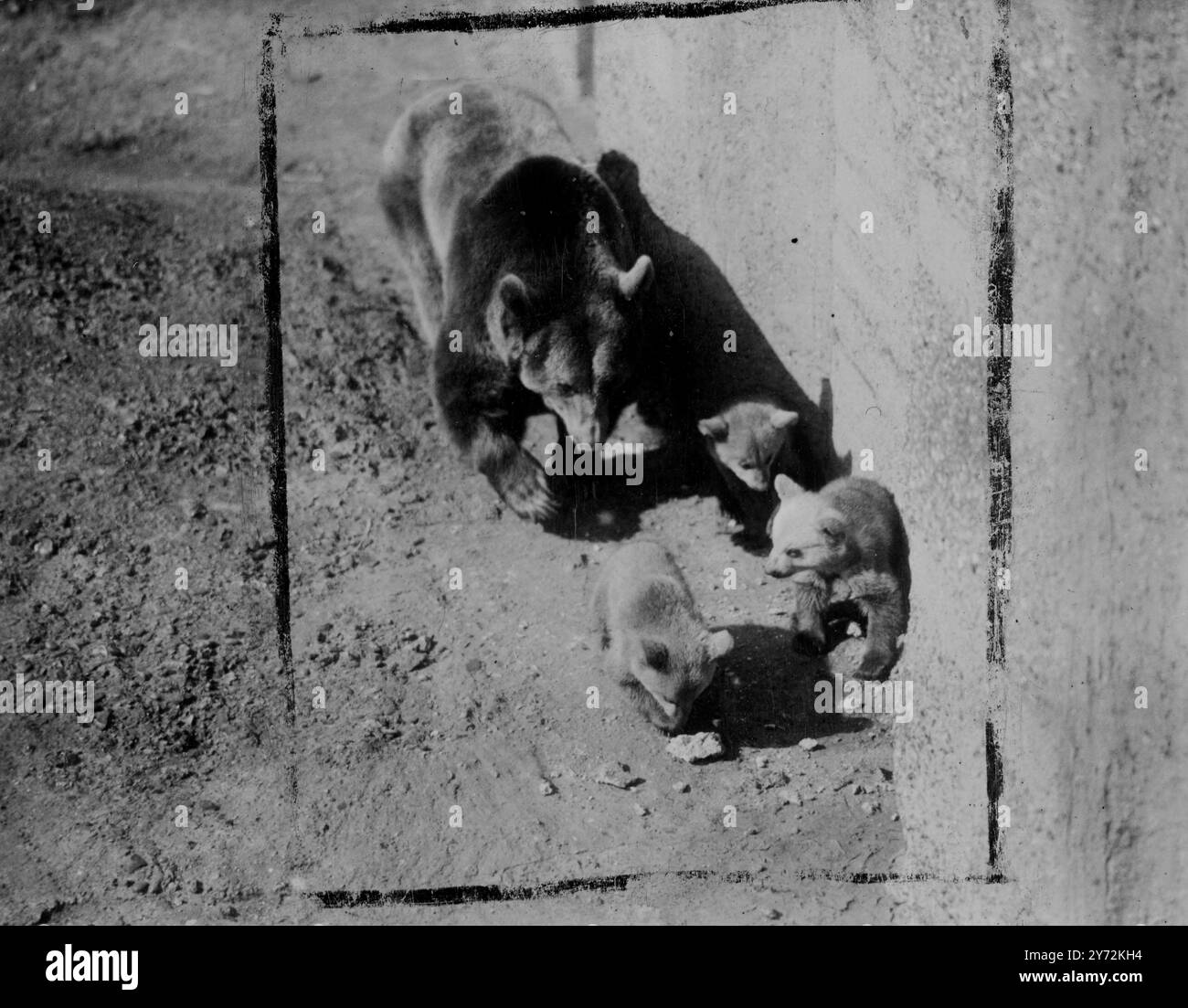 3 Monate alt machen ihre erste Erkundung der Außenwelt, diese 3 Bären halten sich nah hinter sich, dass sie ihn in ihrem Gehege im Londoner Zoo zurücklässt. Viele der Tiere sind jetzt zu sehen, da die Frühlingssonne die Luft erwärmt, und diese 3 Babys gehören zu den interessantesten Neuankömmlingen des Zoos. Mutter Minnie ist eine Braunbärin aus dem nordamerikanischen Kontinent. Vater Pickles ist ein syrischer Bär. Mutter und Vater haben letztes Jahr im Zoo eine dreiköpfige Familie großgezogen. 16. April 1947 Stockfoto