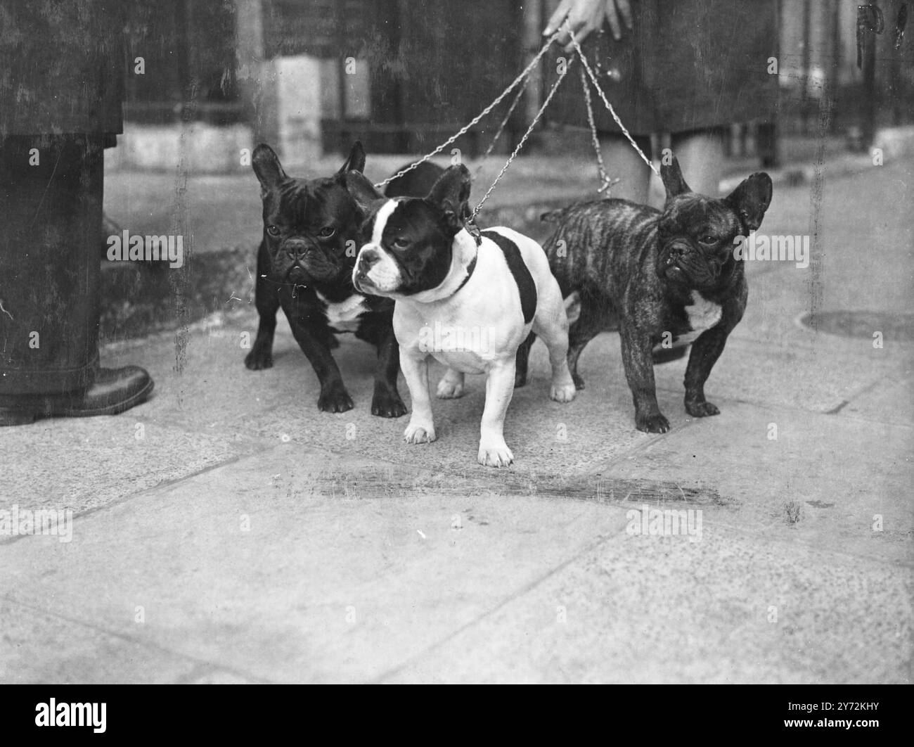 Northgate Poker, Northgate Pipit und Northgate Pied, 3 Einträge in der heutigen Meisterschaftsshow des französischen Bulldog Clubs von England. Vor dem Besuch der Jury in der Trinity Hall, der Great Portland Street, London. Sie gehören Mr. Milner Deighton aus Bridgenorth, Salop. 18. April 1947 Stockfoto